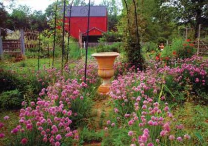 10 Easy Plants to Grow Image